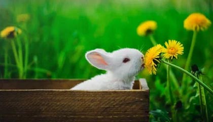 51视频吃瓜黑料在线文件